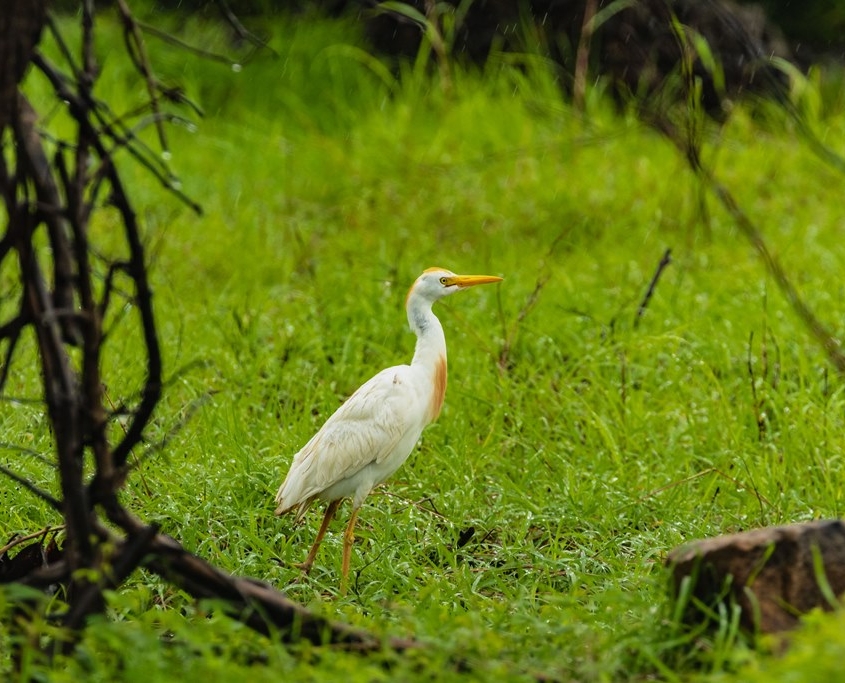 Bubulcus ibis - Linnaeus - mikoflor